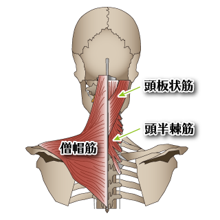 首周辺の筋肉の説明図